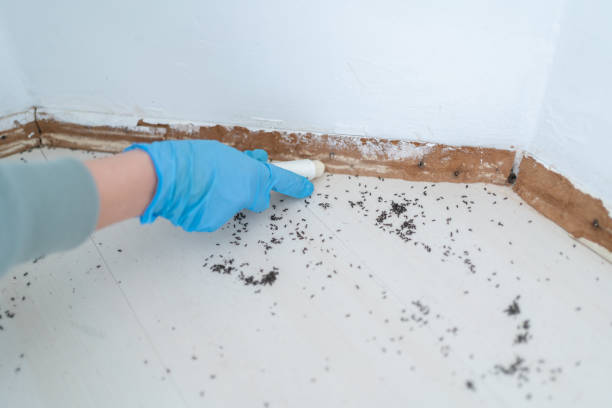 Best Pest Prevention Services  in Burlington, OH